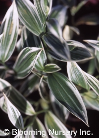 Disporum pullum 'Variegatum'